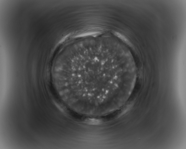 X0000086240352200704261920