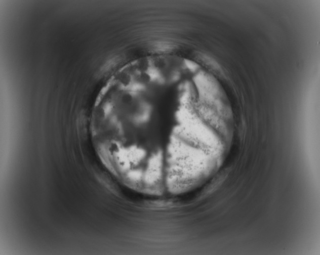X0000086240366200704261921