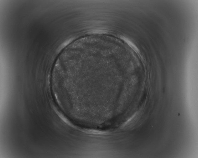 X0000086240389200704261920