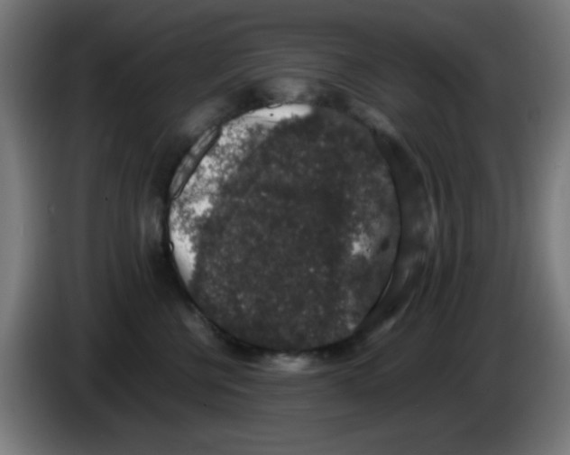 X0000086240570200704261918