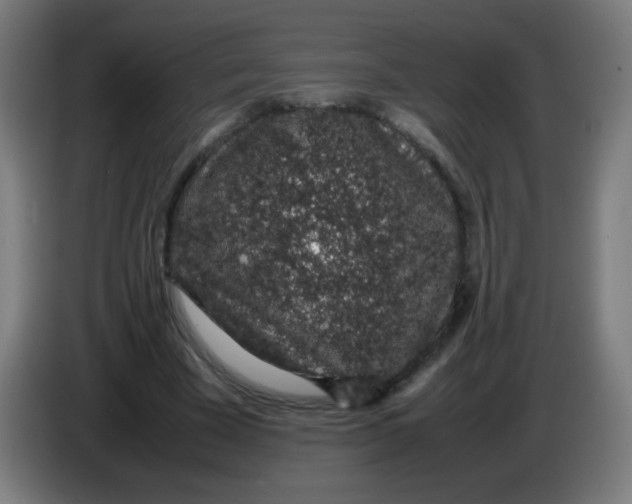 X0000086240585200704261918