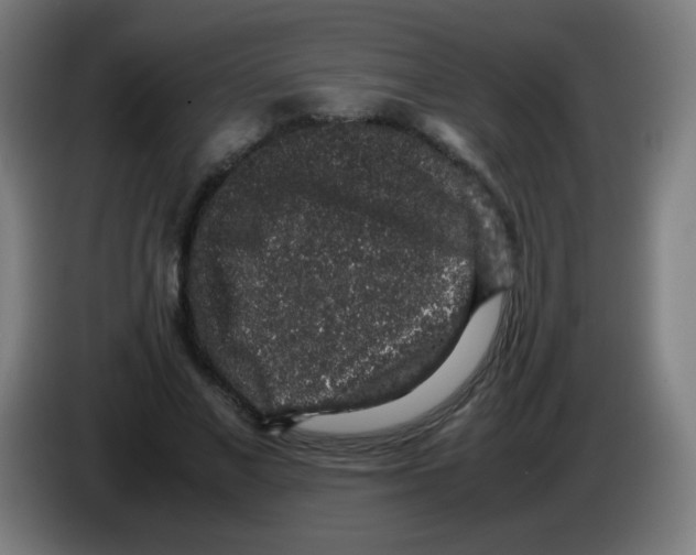 X0000086240685200704261916