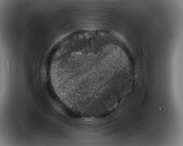 X0000086240688200704261916
