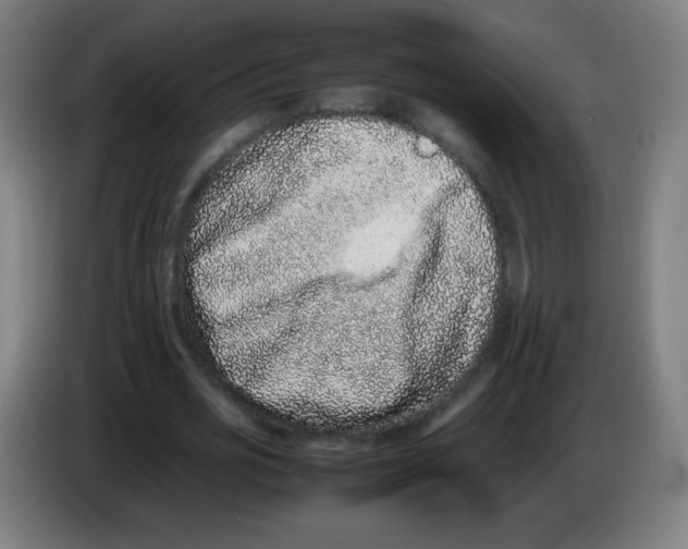 X0000086240725200704261915