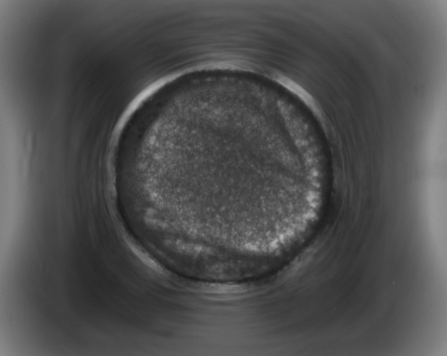 X0000086241120200704261910