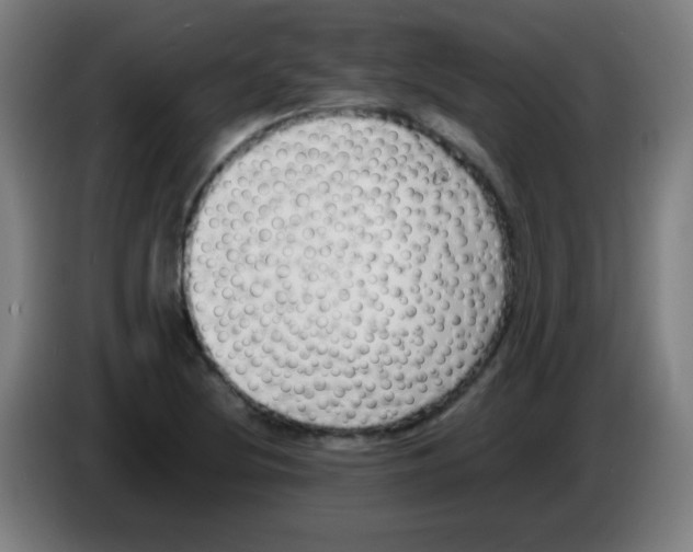 X0000086241220200704261909