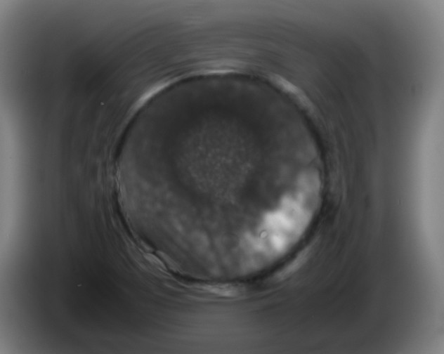 X0000086241457200704261906