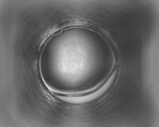 X0000086251260200703291357
