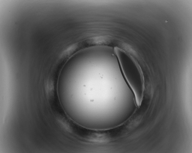 X0000086250260200704051247
