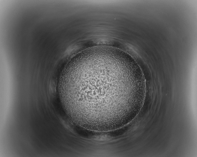 X0000086250695200704051241