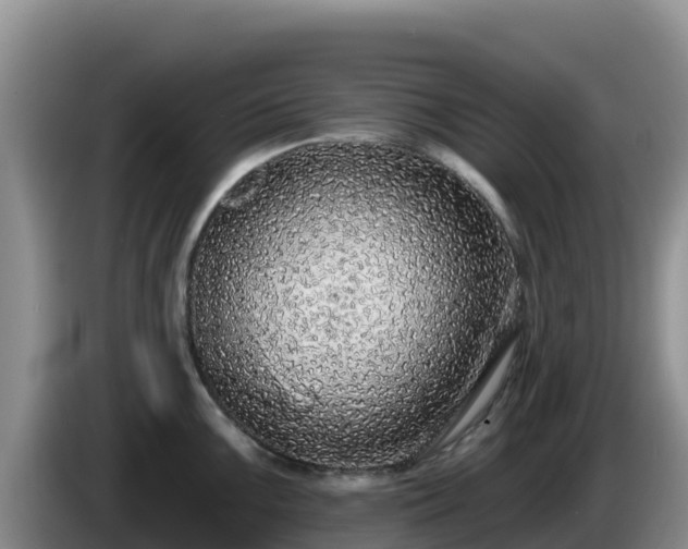 X0000086251099200704051235
