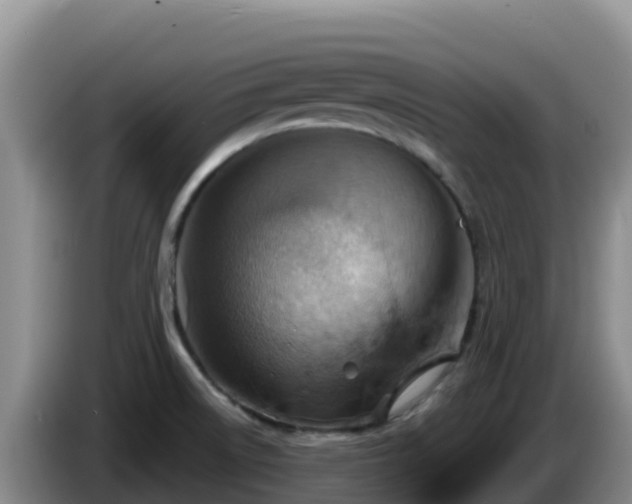 X0000086251522200704051229