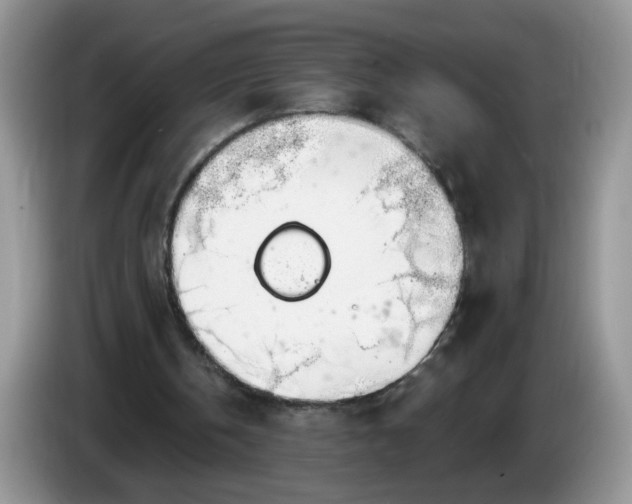 X0000086250146200704121958