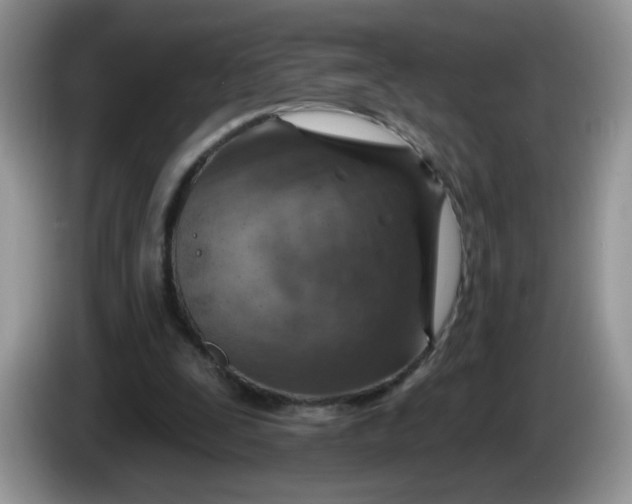 X0000086250295200704121957