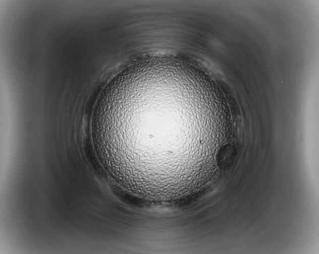 X0000086250550200704121954
