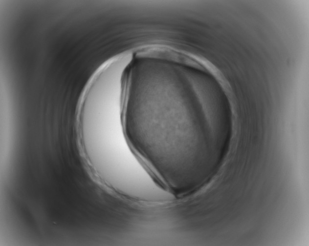 X0000086250864200704121950