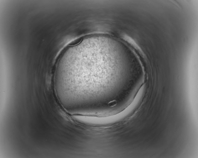 X0000086251260200704121945