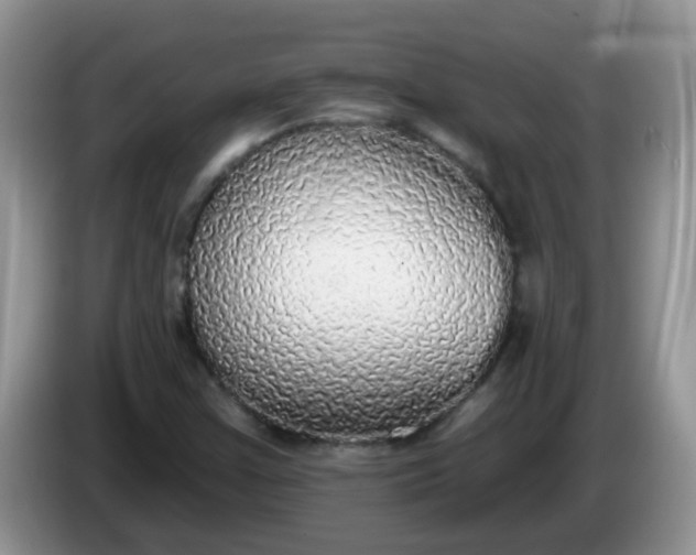 X0000086251355200704121944