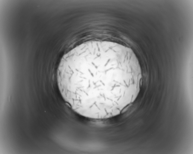 X0000086250381200704261941