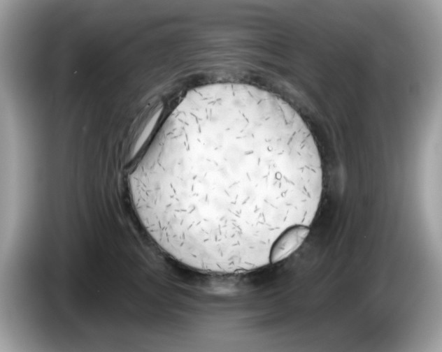 X0000086250757200704261936