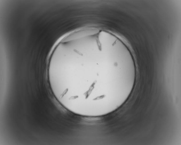 X0000086251296200704261928