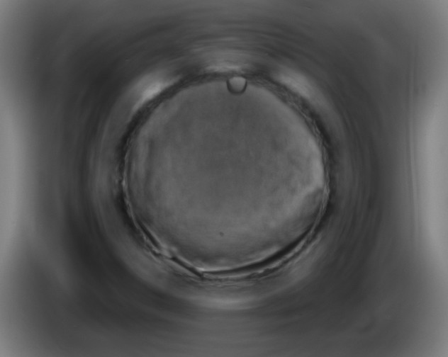 X0000086251306200704261928
