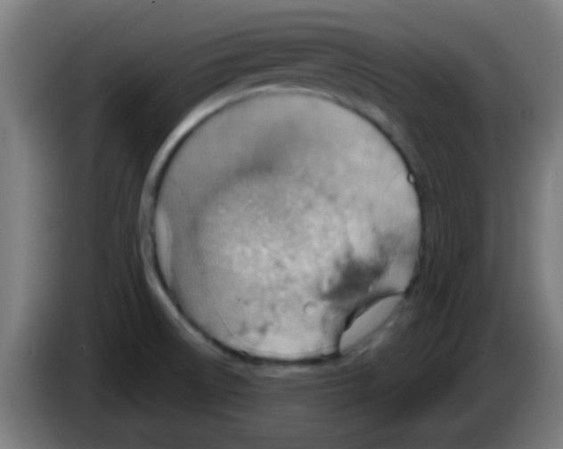 X0000086251522200704261926