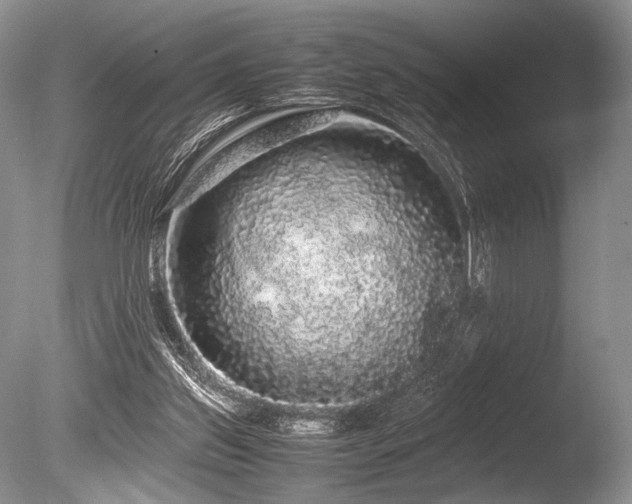 X0000086260157200703291442