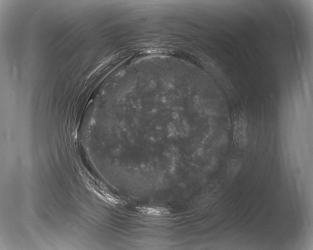 X0000086260165200703291443