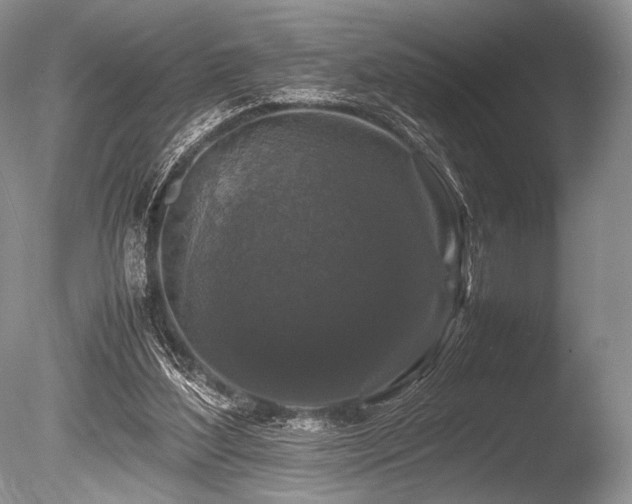 X0000086260204200703291442