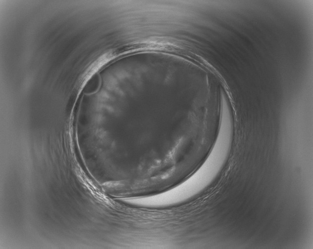 X0000086260899200703291430
