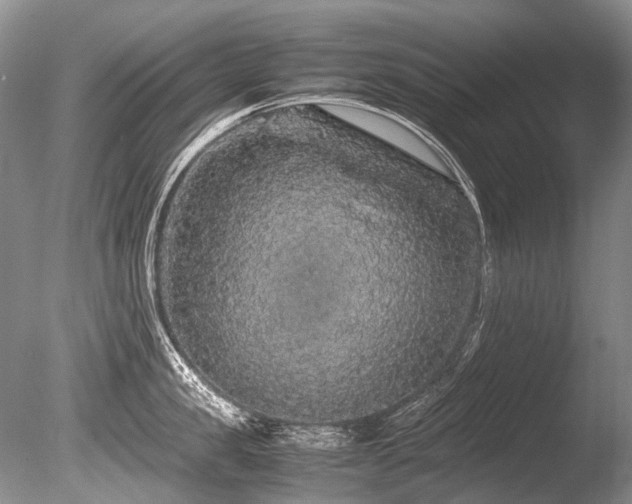 X0000086260957200703291430