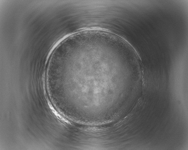 X0000086261100200703291426