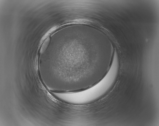 X0000086261180200703291425