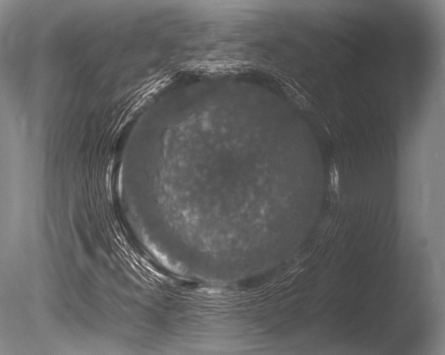 X0000086261300200703291422