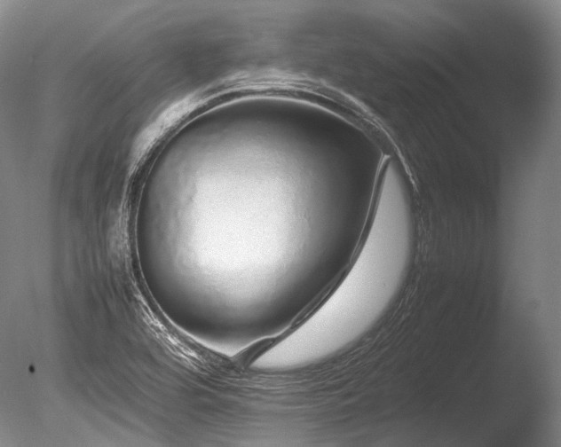 X0000086261464200703291420