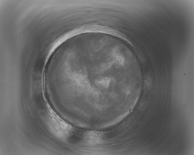 X0000086261514200703291419