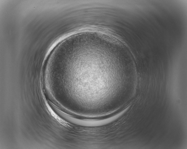 X0000086261531200703291420