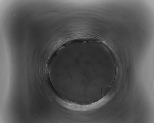 X0000086260048200704051312