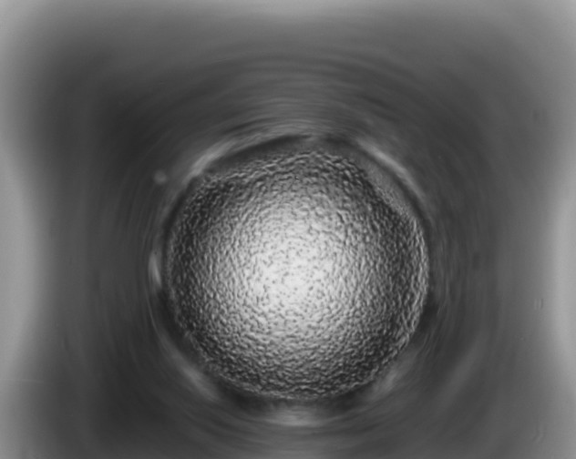 X0000086260062200704051311