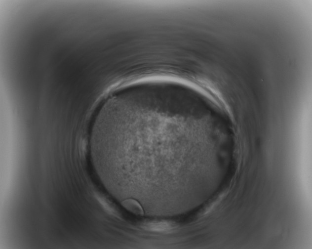 X0000086260063200704051311