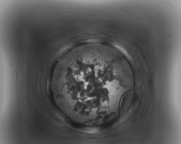 X0000086260161200704051310