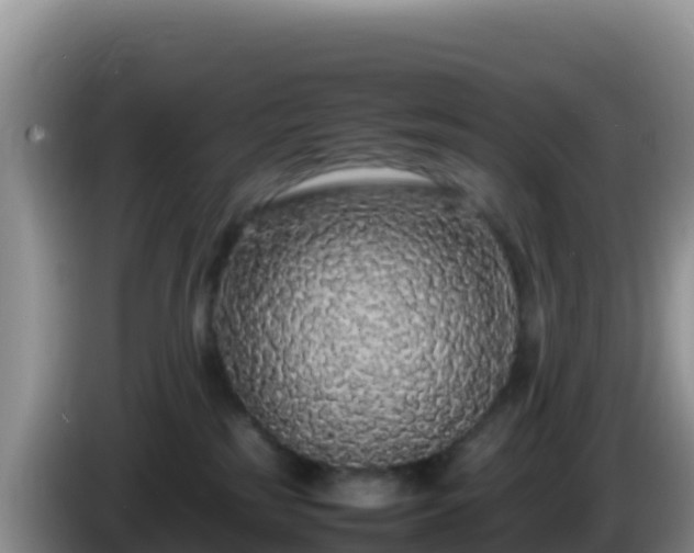 X0000086260185200704051310