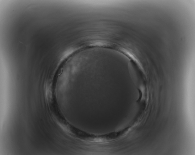 X0000086260204200704051310