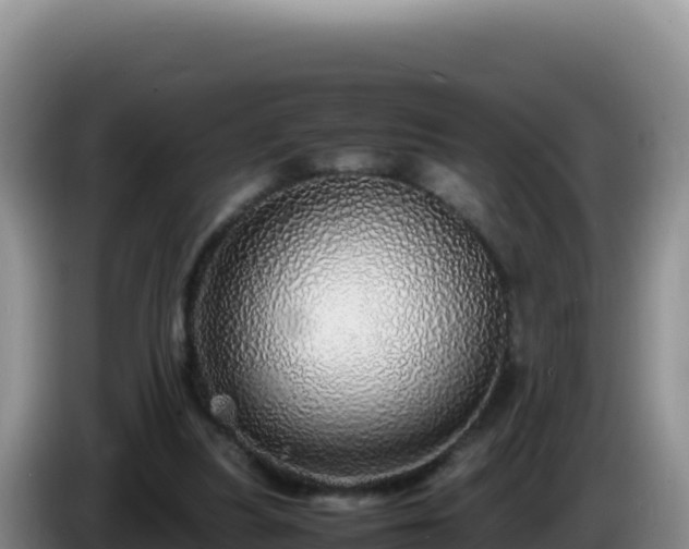 X0000086260251200704051308