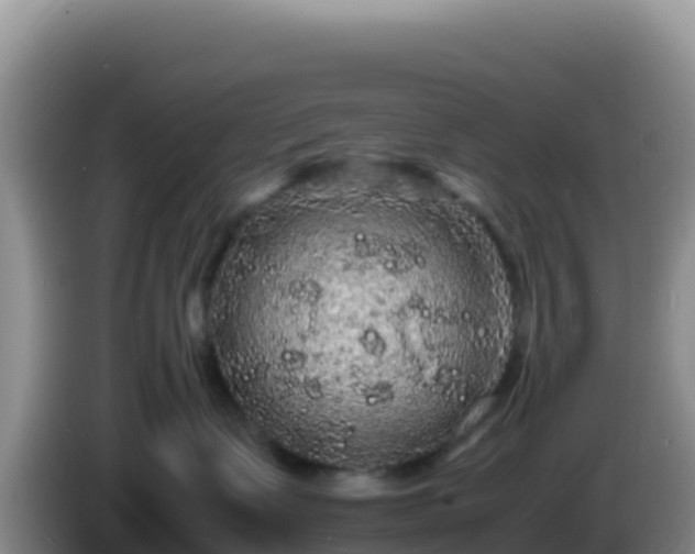 X0000086260335200704051308