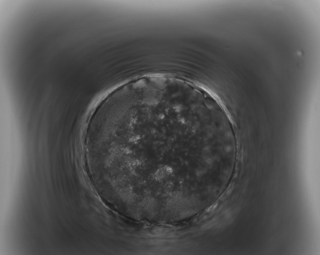 X0000086260337200704051307