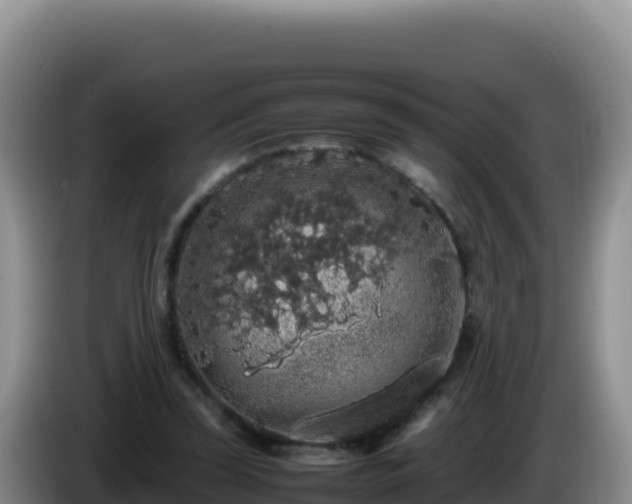 X0000086260347200704051307