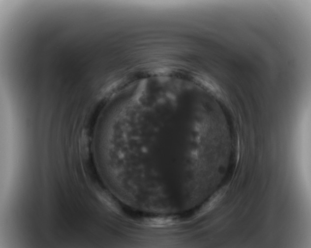 X0000086260366200704051307