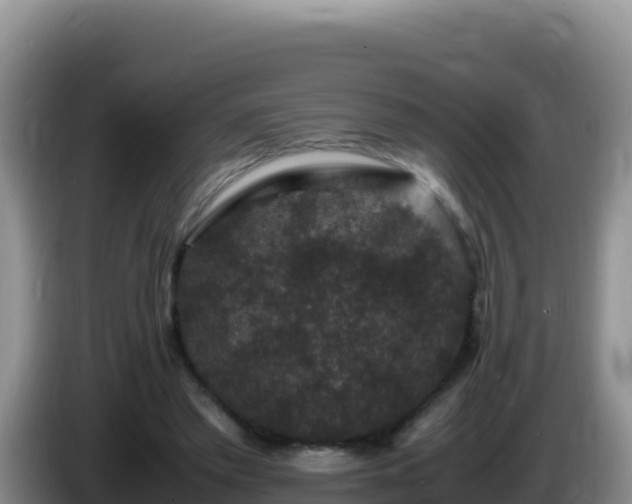 X0000086260397200704051307